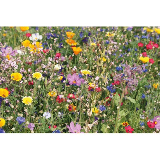 Saat-Set Wildblumen