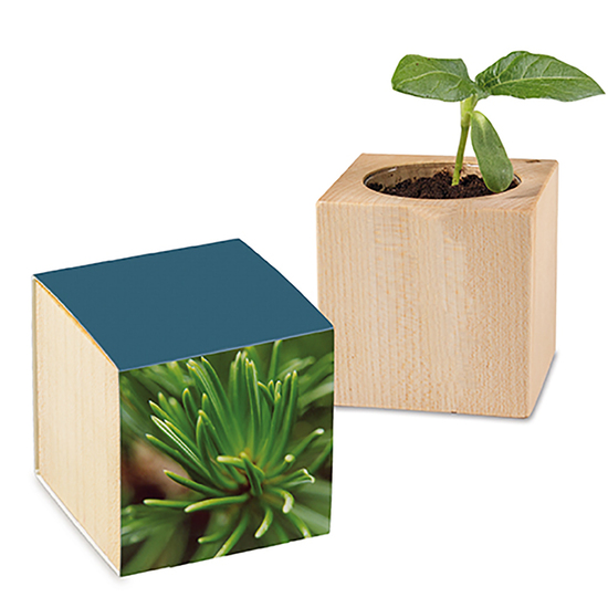 Pflanz-Holz mit Samen - Fichte