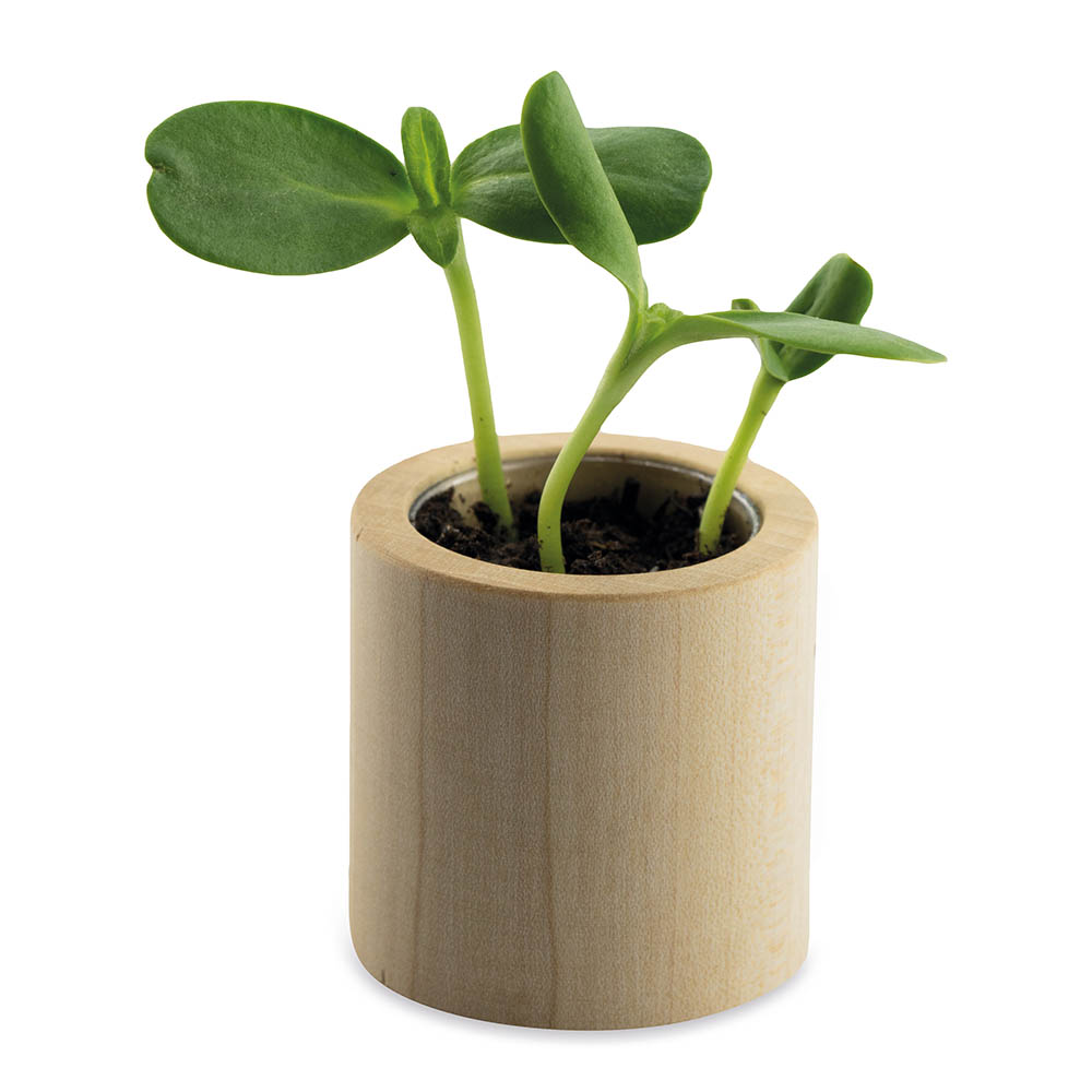 Pflanz-Holz rund mit Samen - Thymian