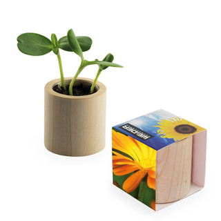Pflanz-Holz rund mit Samen - Ringelblume, Rundum-Lasergravur