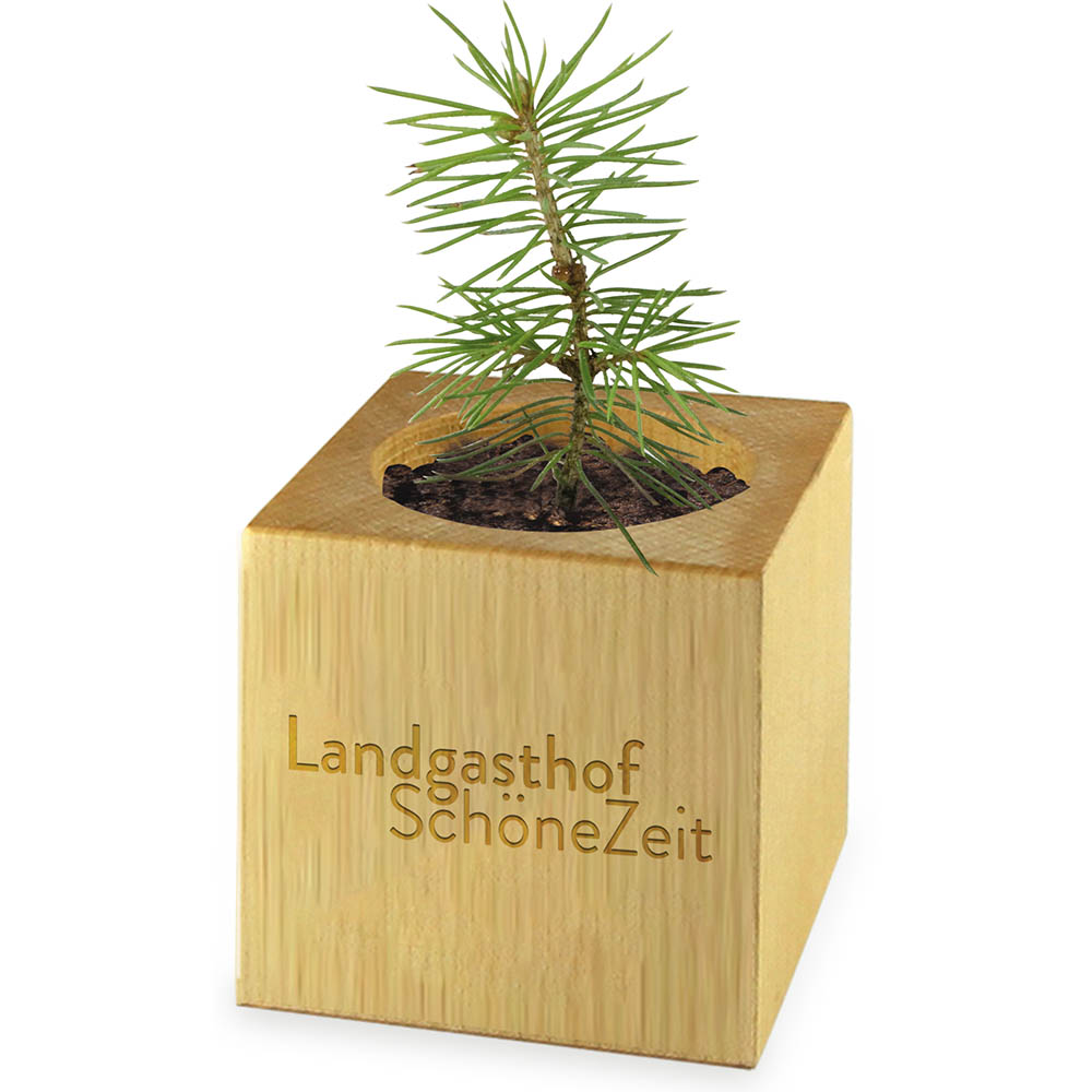 Pflanz-Holz Maxi Star-Box mit Samen - Basilikum, 2 Seiten gelasert