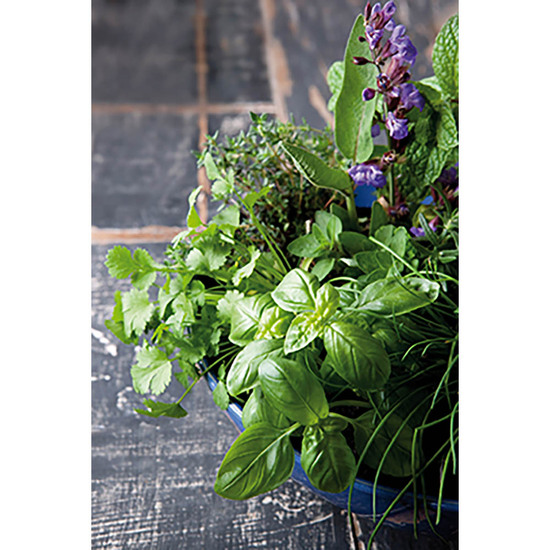 Florero-Töpfchen mit Samen - blau - Kräutermischung