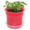 Florero-Töpfchen mit Samen - rot - Thymian
