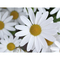 Samen-Briefchen - Margerite